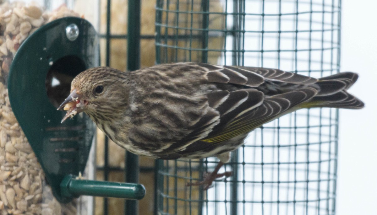 Pine Siskin - ML620746684