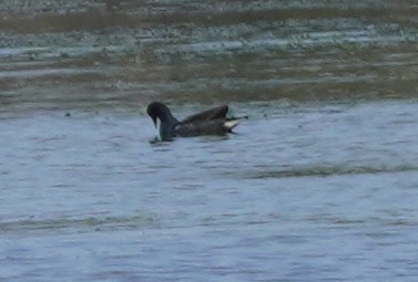 Common Gallinule - ML620746686