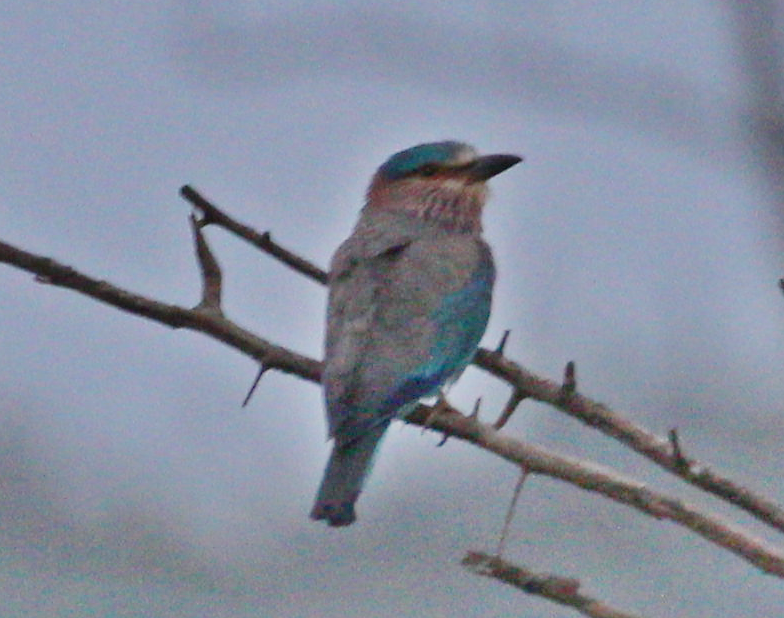 Indian Roller - ML620746692