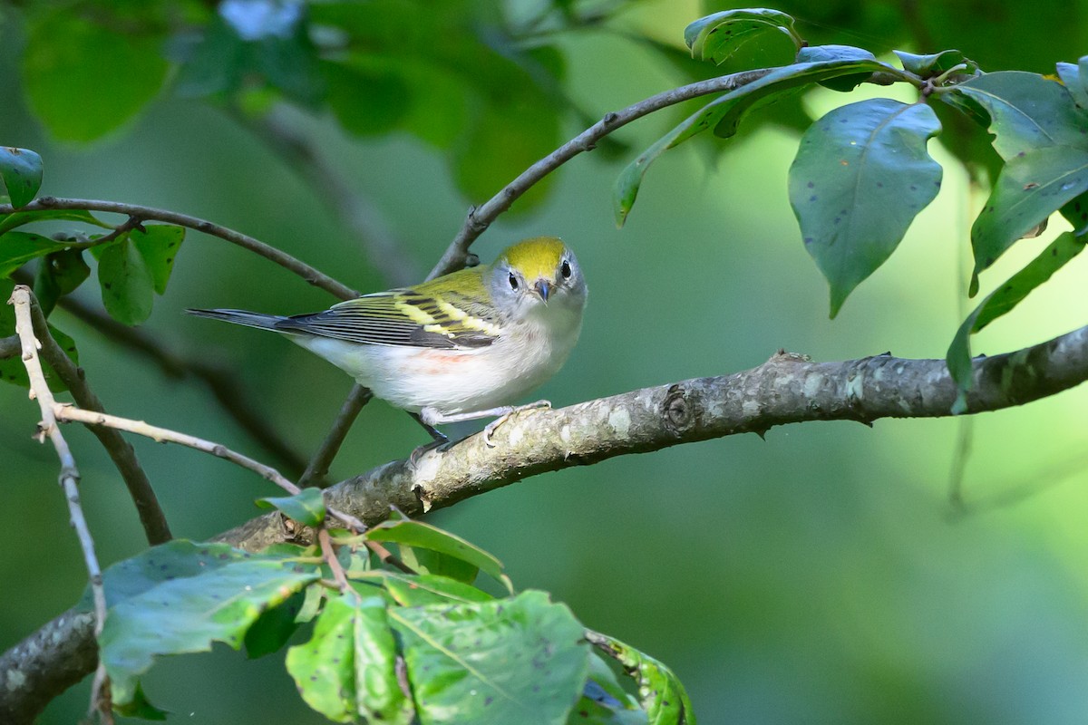 Chestnut-sided Warbler - ML620746694