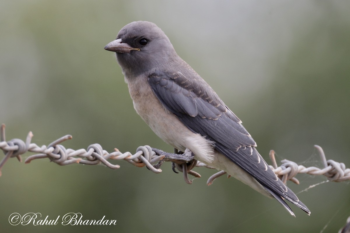 Ashy Woodswallow - ML620746695