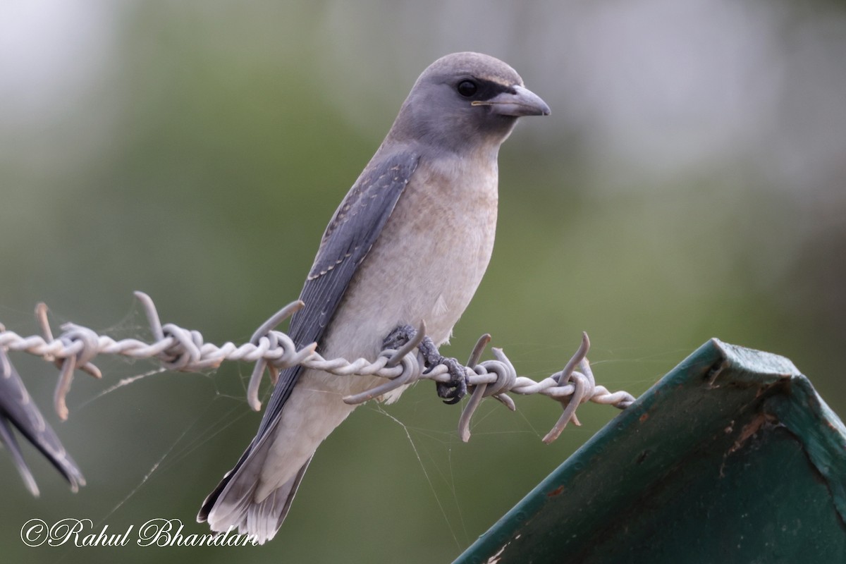 Ashy Woodswallow - ML620746697