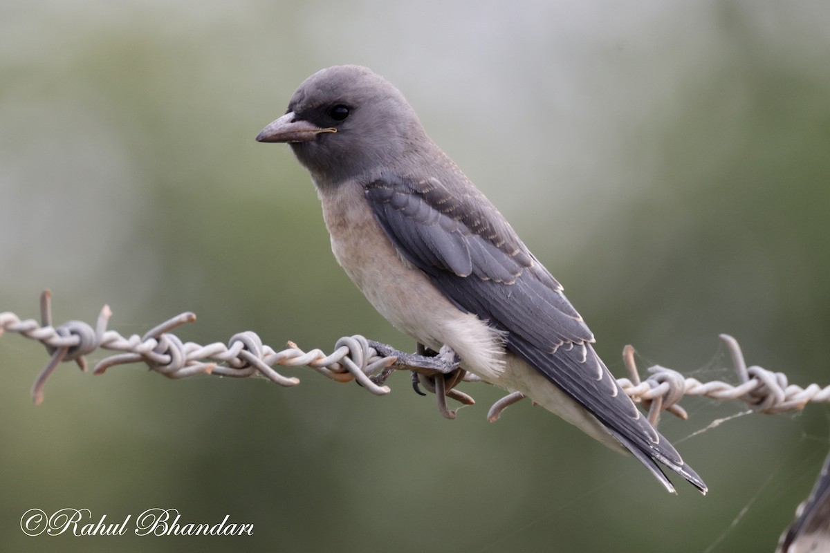 Ashy Woodswallow - ML620746698