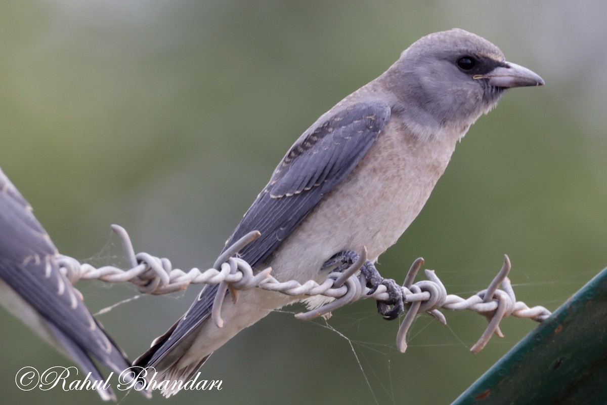 Ashy Woodswallow - ML620746700