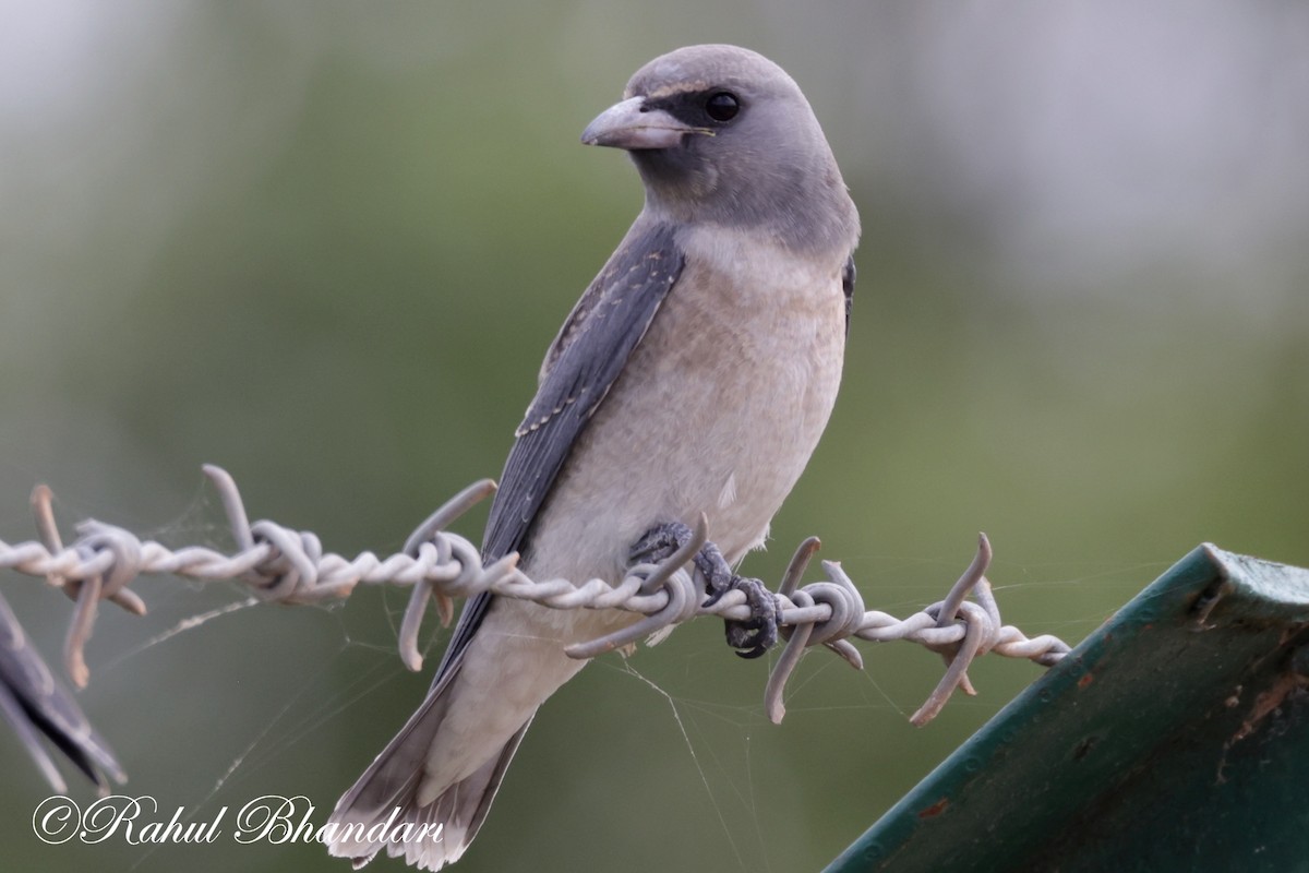 Ashy Woodswallow - ML620746701