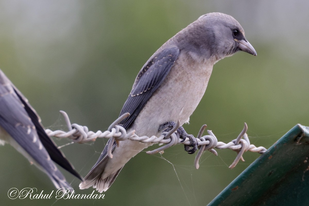 Ashy Woodswallow - ML620746702