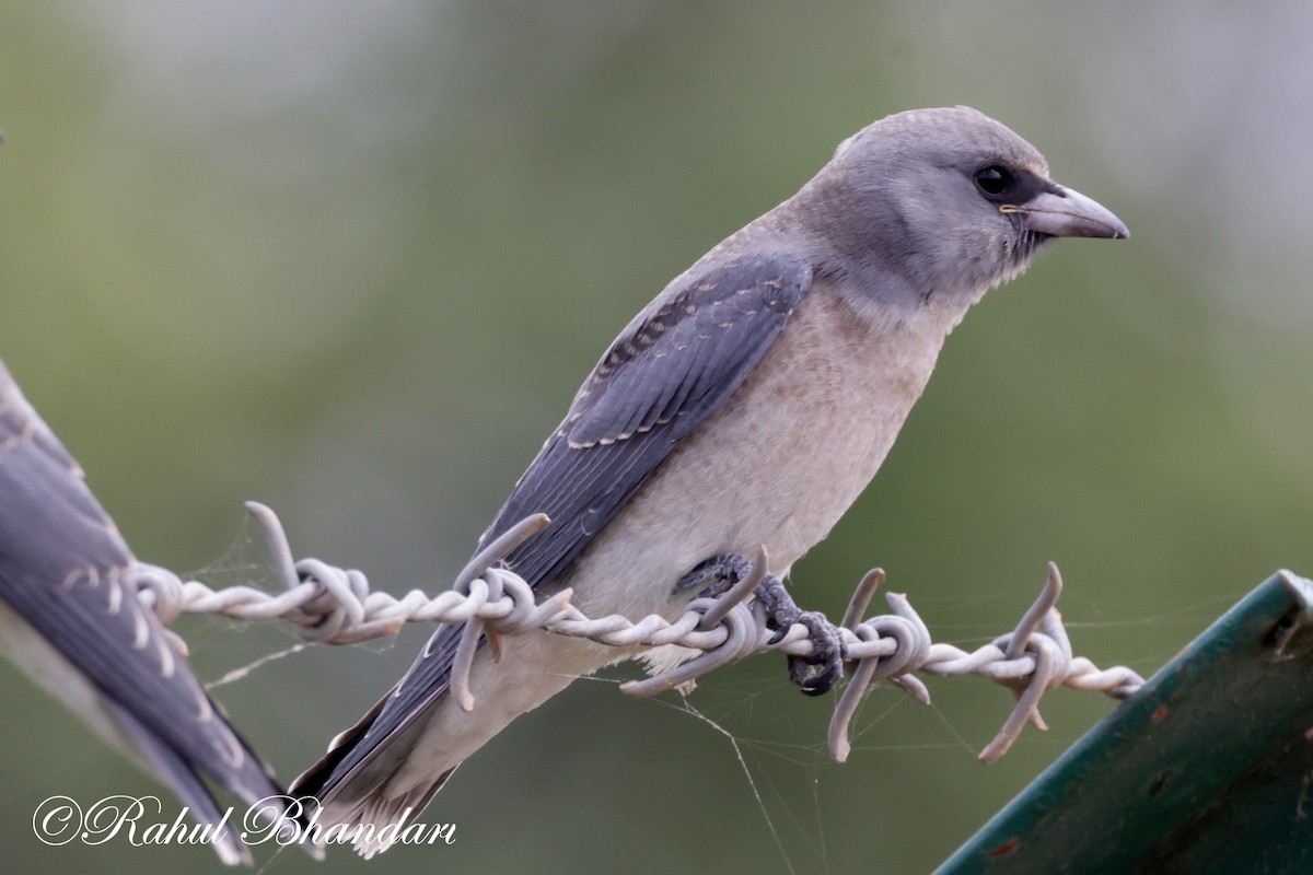 Ashy Woodswallow - ML620746703