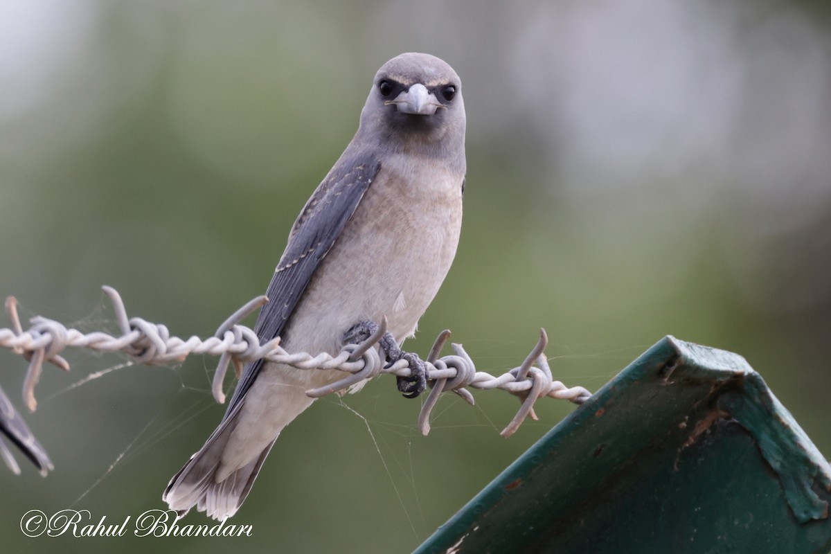 Ashy Woodswallow - ML620746704