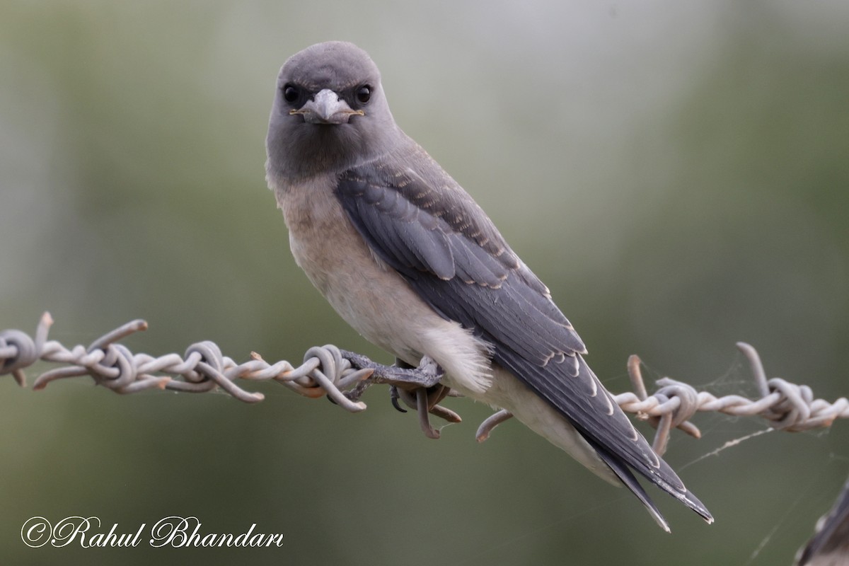 Ashy Woodswallow - ML620746707