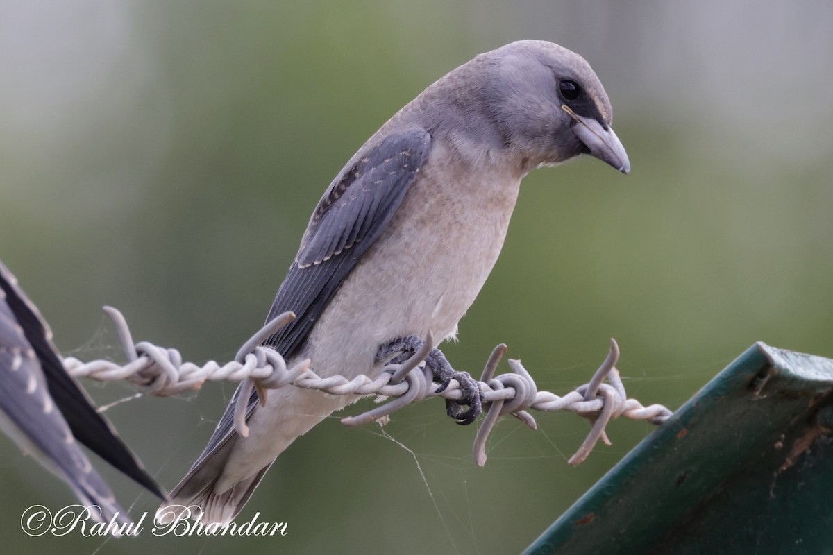 Ashy Woodswallow - ML620746708