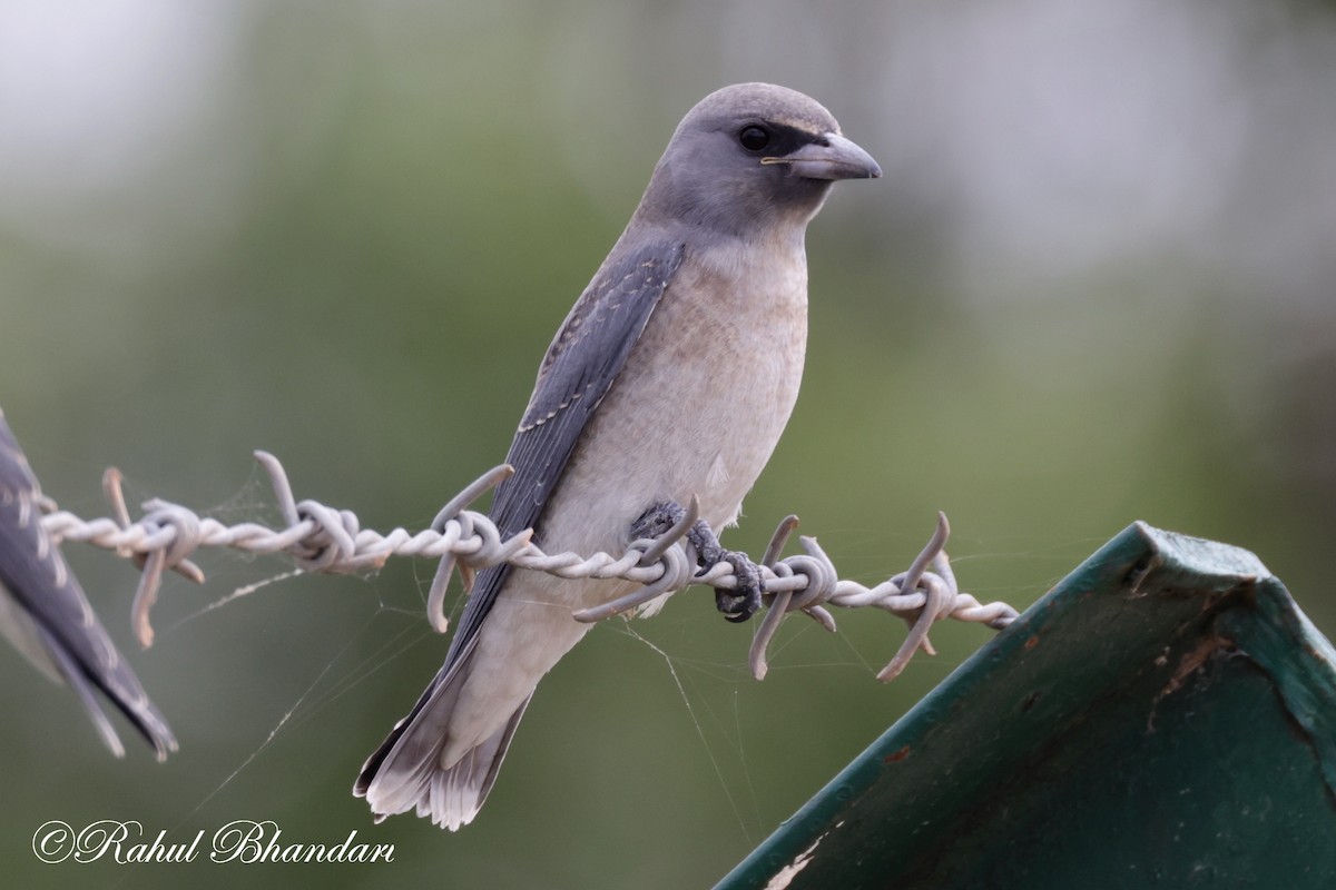 Ashy Woodswallow - ML620746709