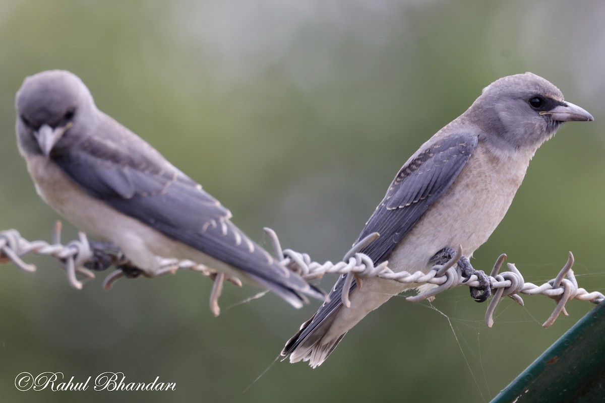 Ashy Woodswallow - ML620746710