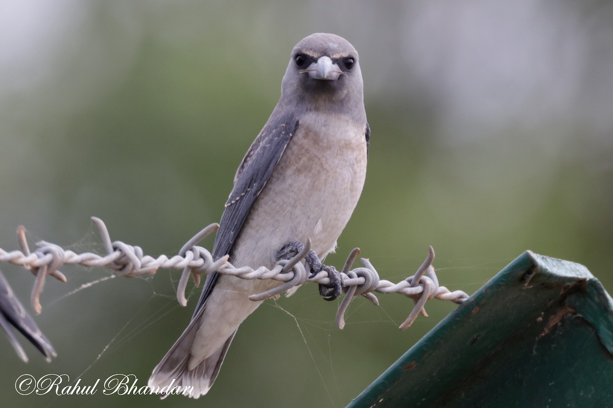 Ashy Woodswallow - ML620746711