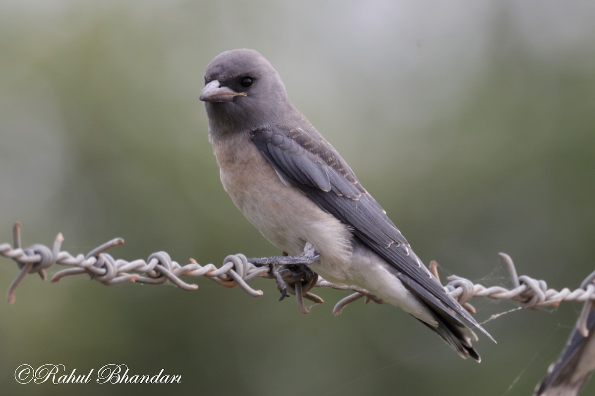 Ashy Woodswallow - Rahul Bhandari