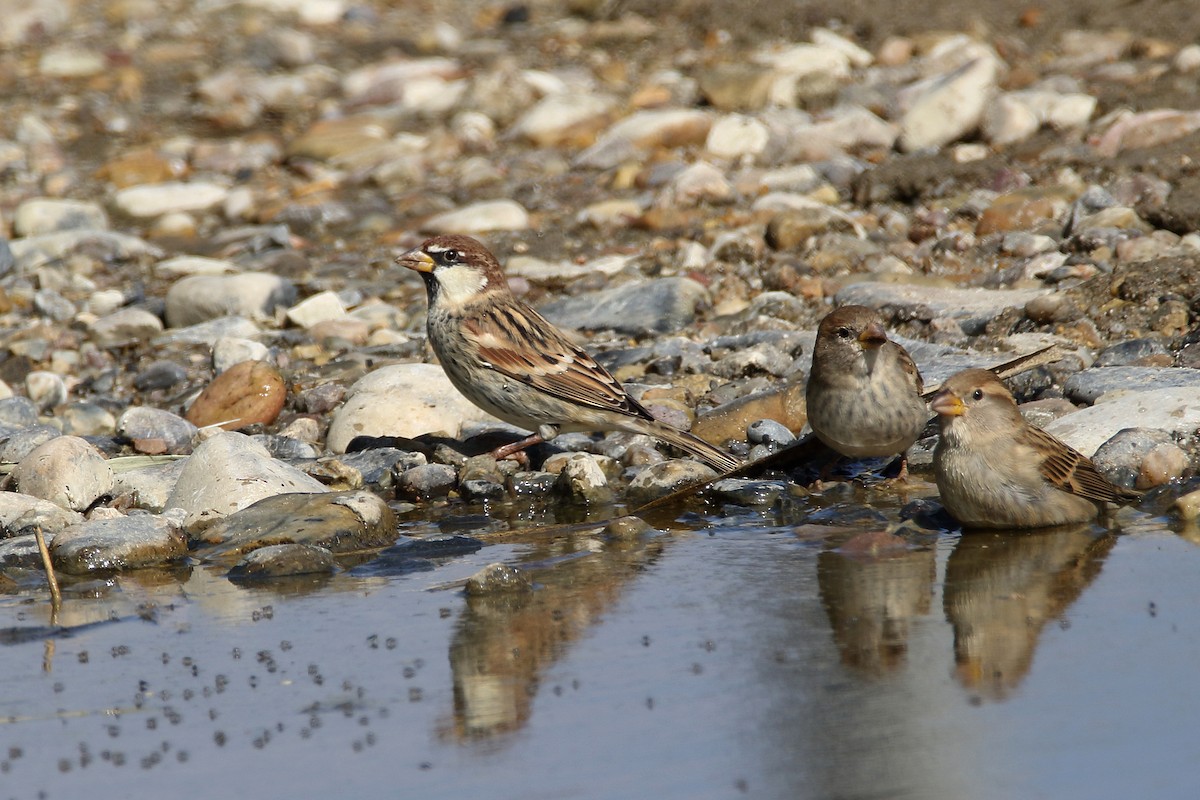 House Sparrow - ML620746717