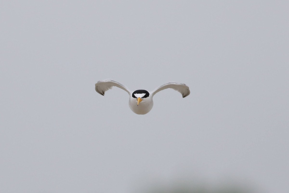 Least Tern - ML620746718