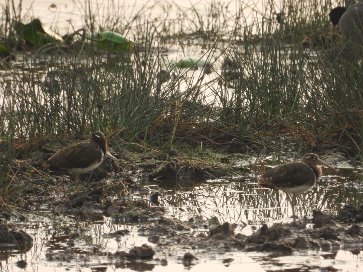 Greater Painted-Snipe - ML620746725