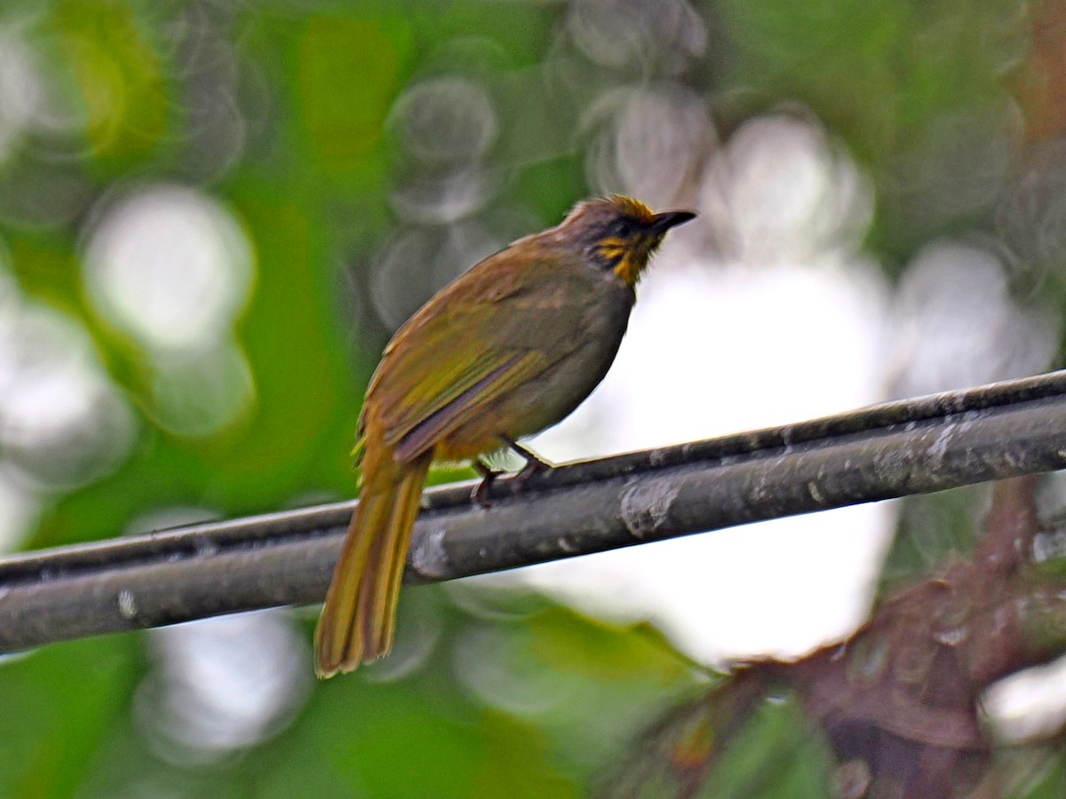 Stripe-throated Bulbul - ML620746730