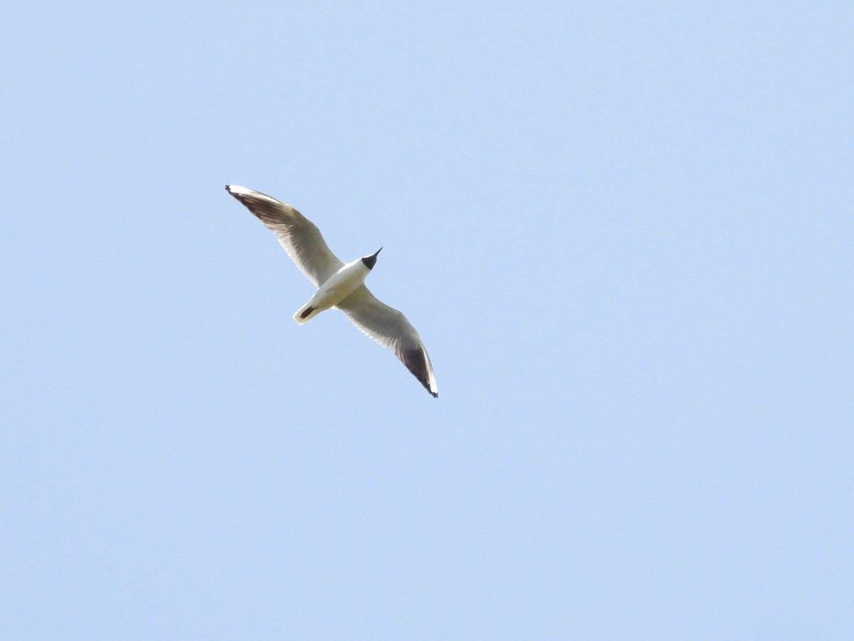 Black-headed Gull - ML620746750