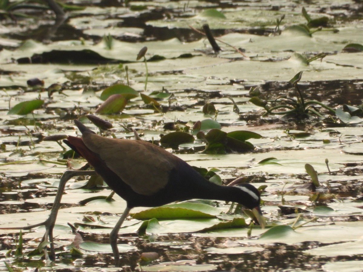 Bronze-winged Jacana - ML620746752