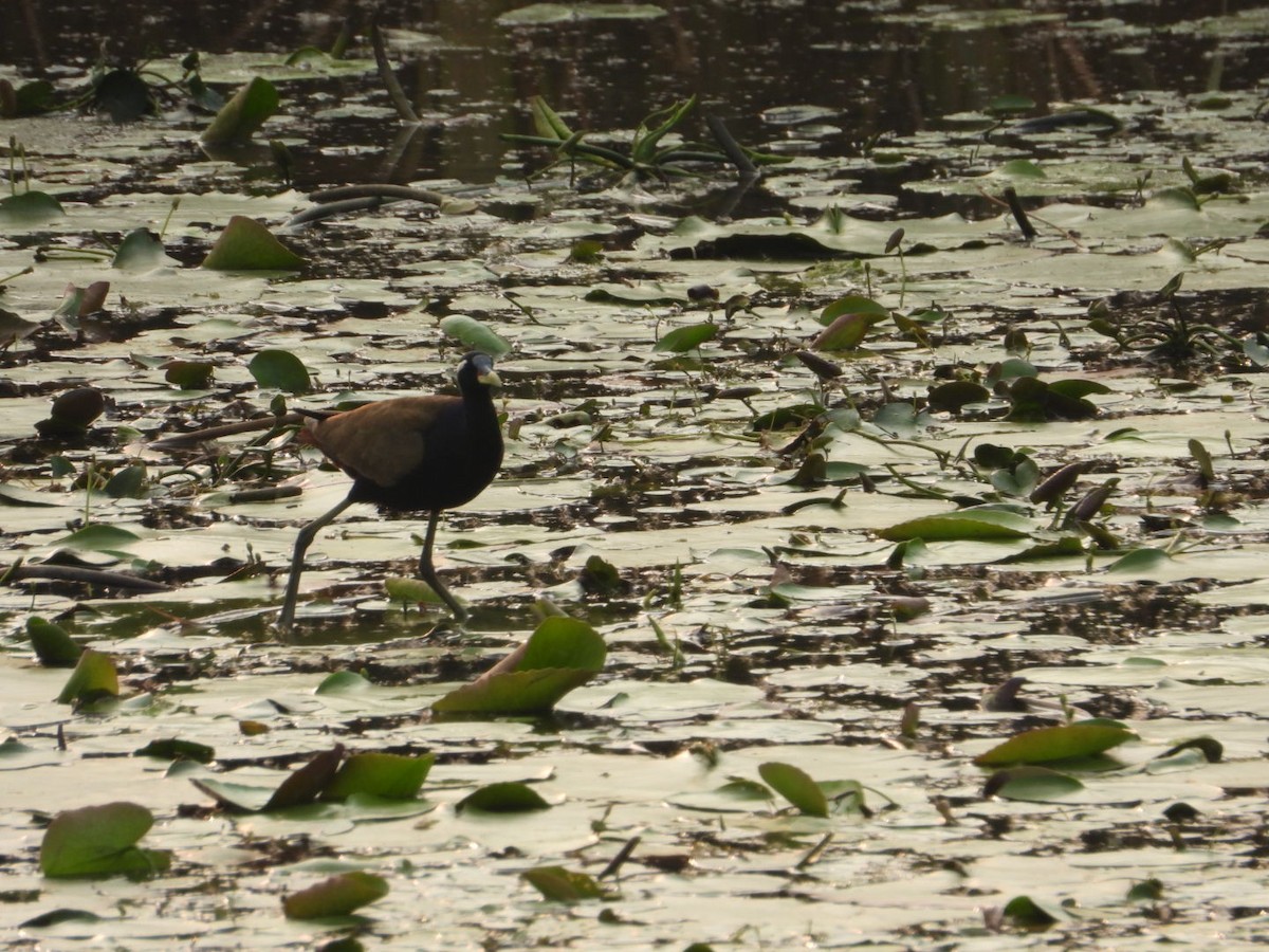 Bronze-winged Jacana - ML620746753