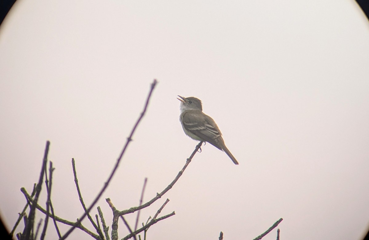 Willow Flycatcher - ML620746757