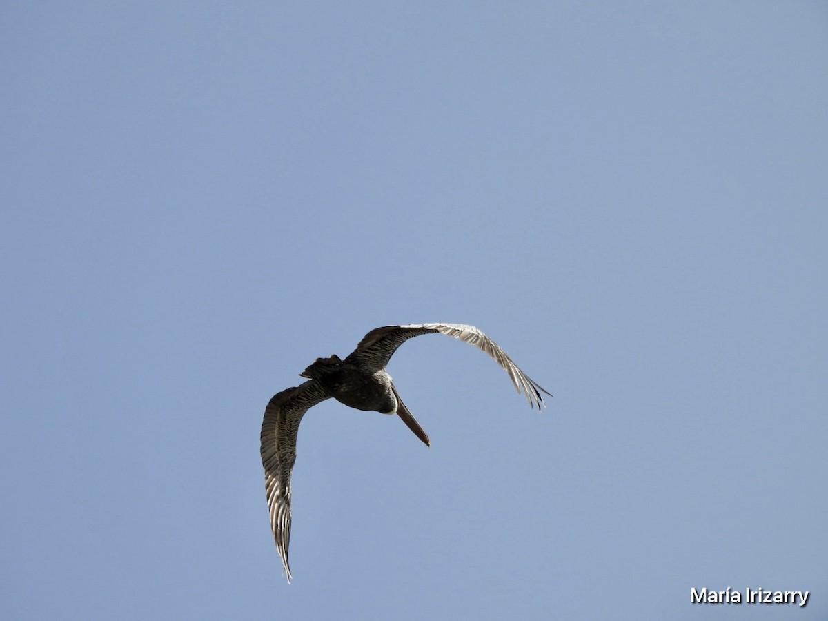 Brown Pelican - ML620746759