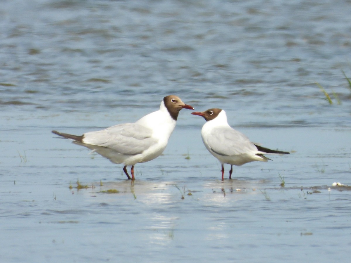 Black-headed Gull - ML620746760