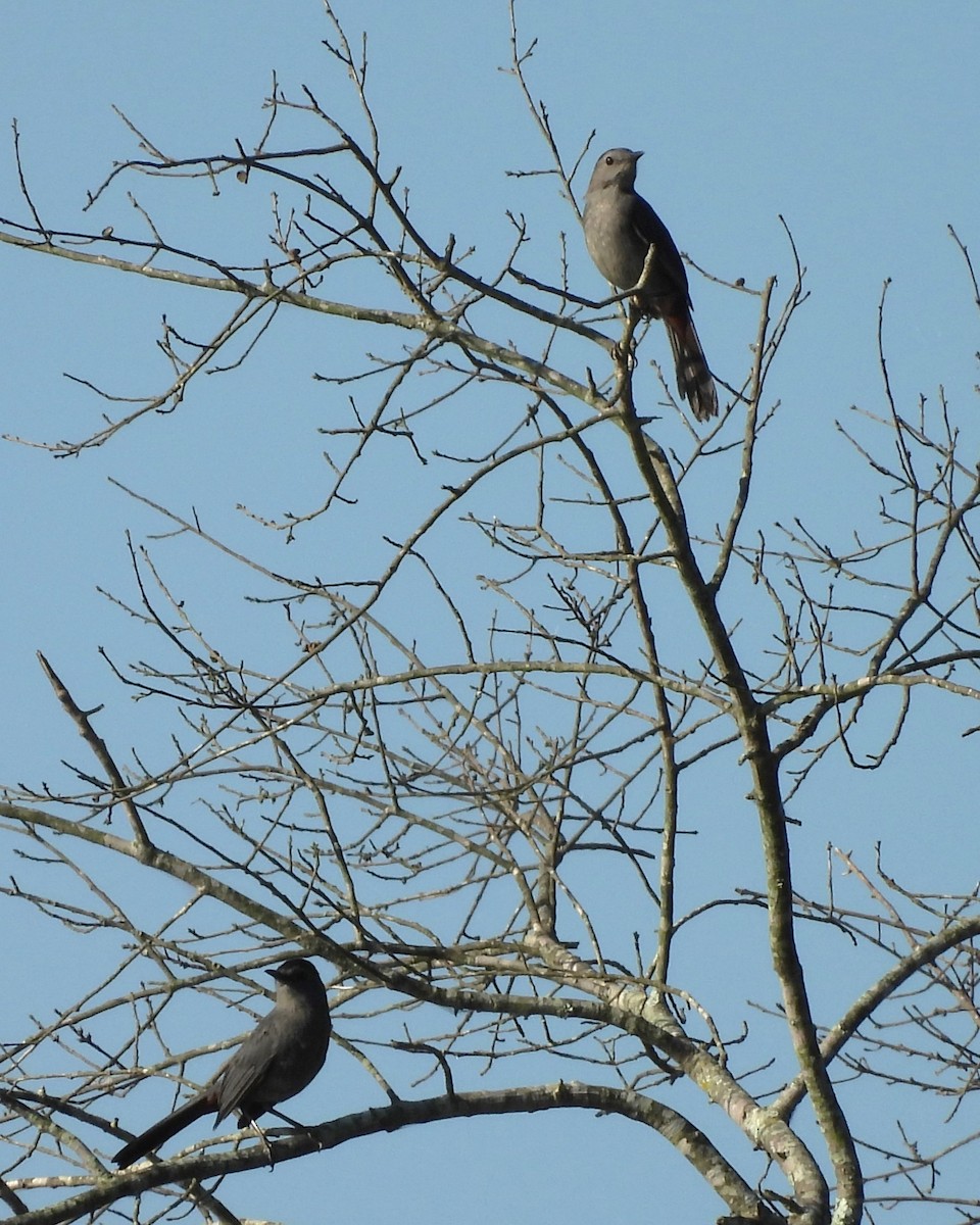 Gray Catbird - ML620746761