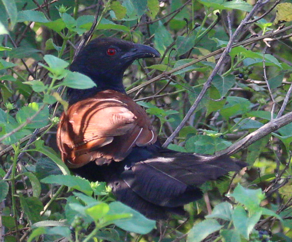 Greater Coucal - ML620746769