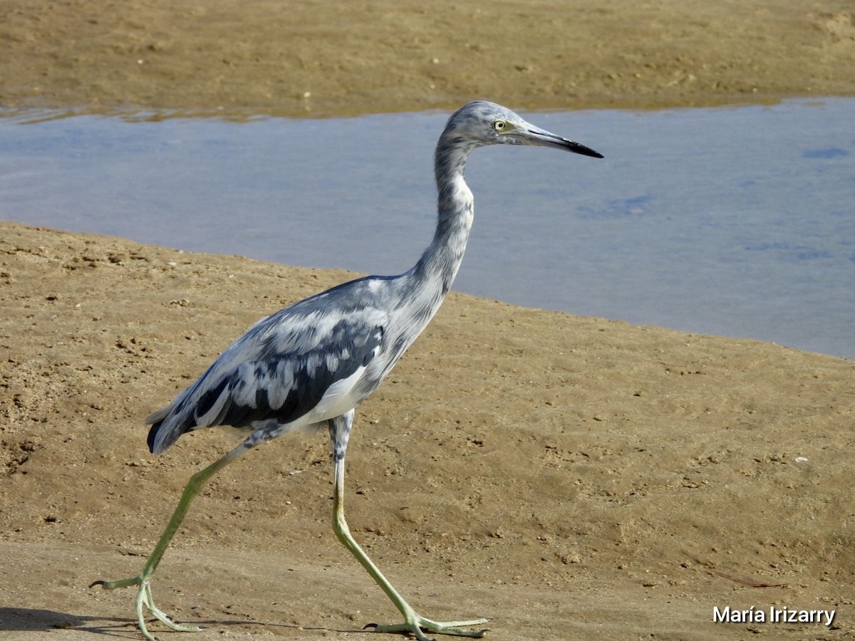 Little Blue Heron - ML620746786