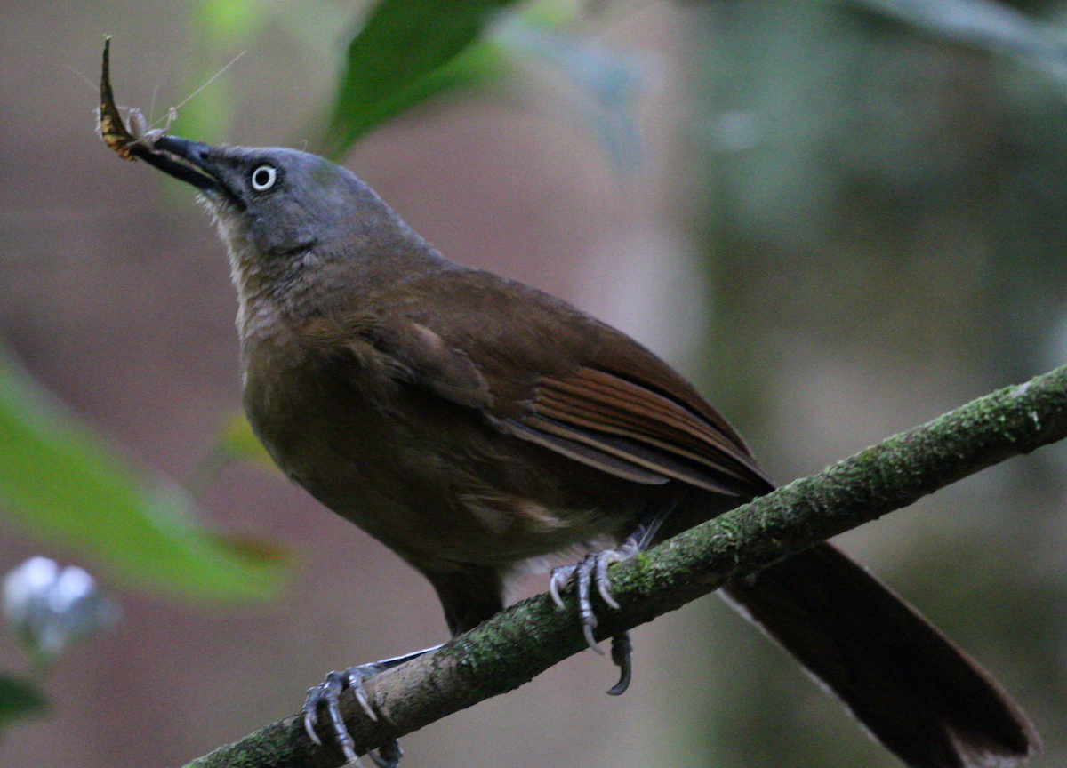 Ashy-headed Laughingthrush - ML620746789