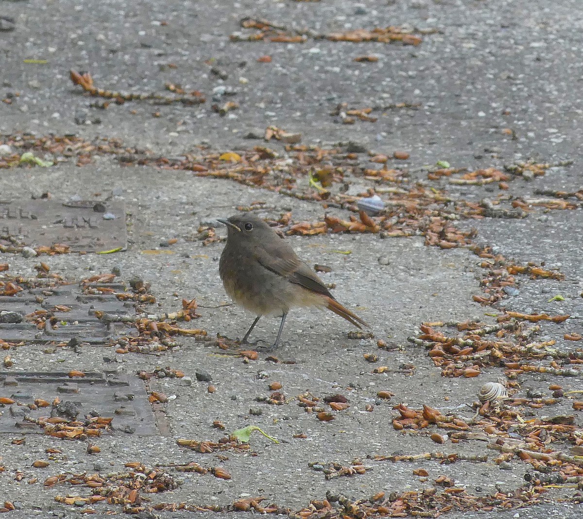 Black Redstart - ML620746797