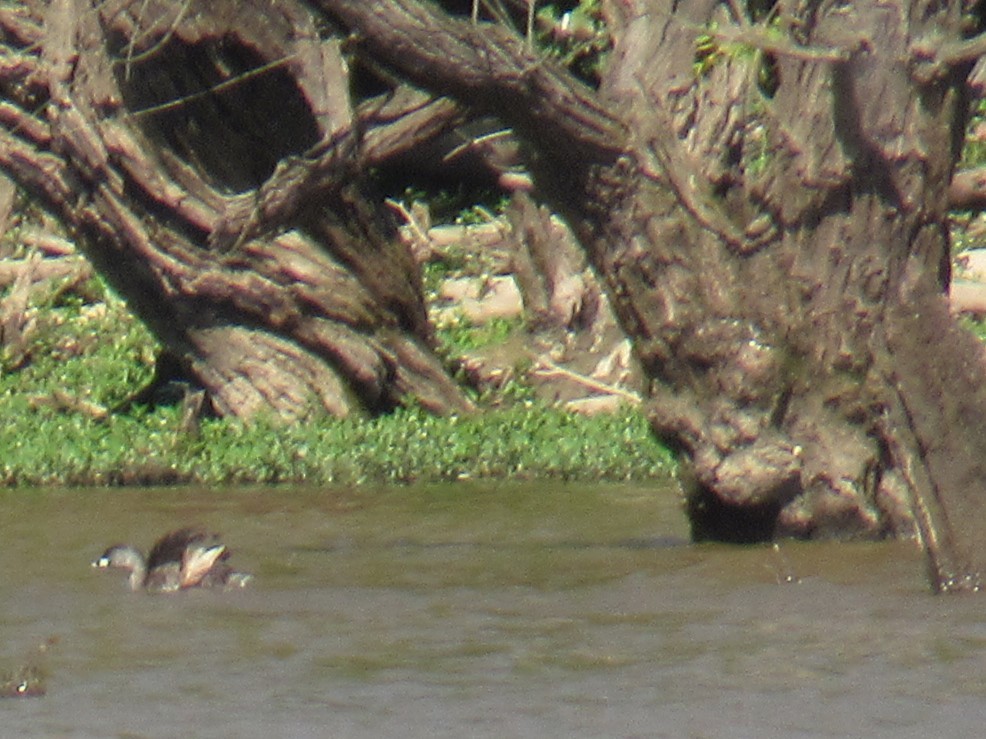 Pied-billed Grebe - ML620746798