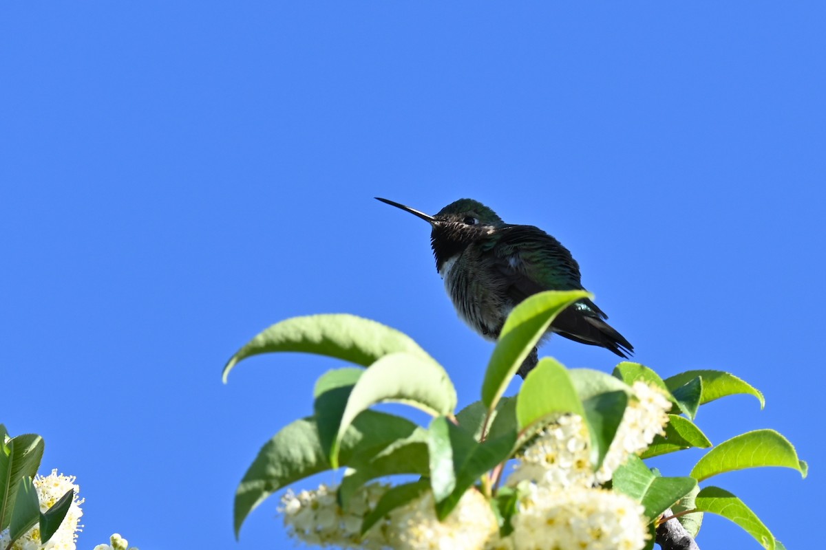 Broad-tailed Hummingbird - ML620746799
