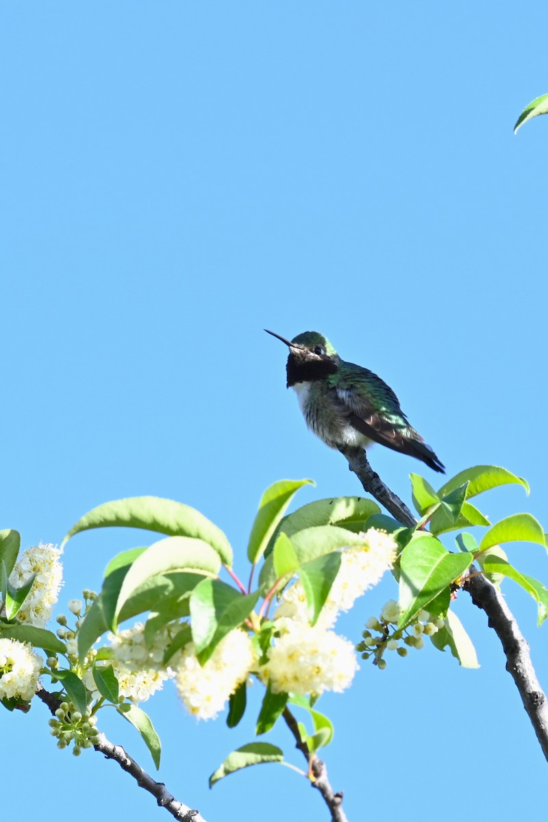 Broad-tailed Hummingbird - ML620746801