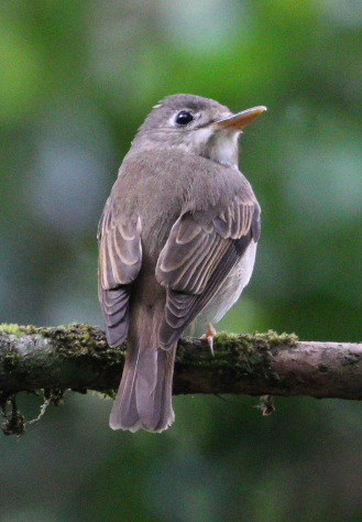 Brown-breasted Flycatcher - ML620746802