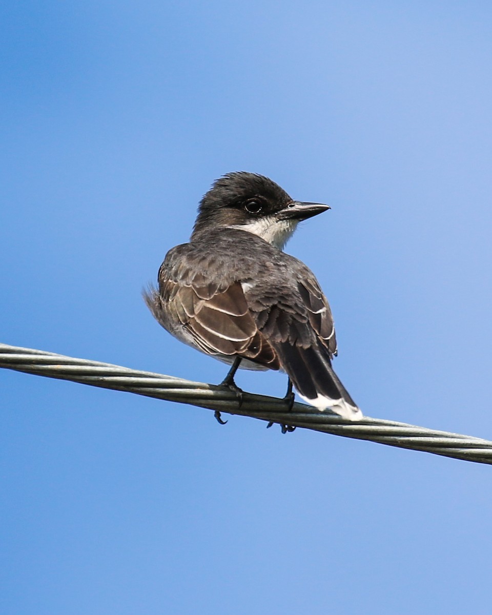 Eastern Kingbird - ML620746805