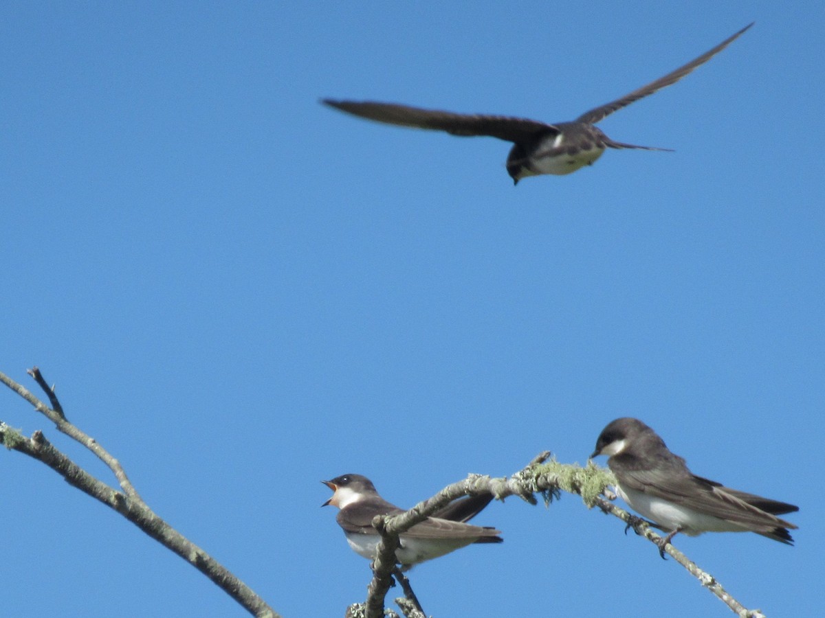 Golondrina Bicolor - ML620746808