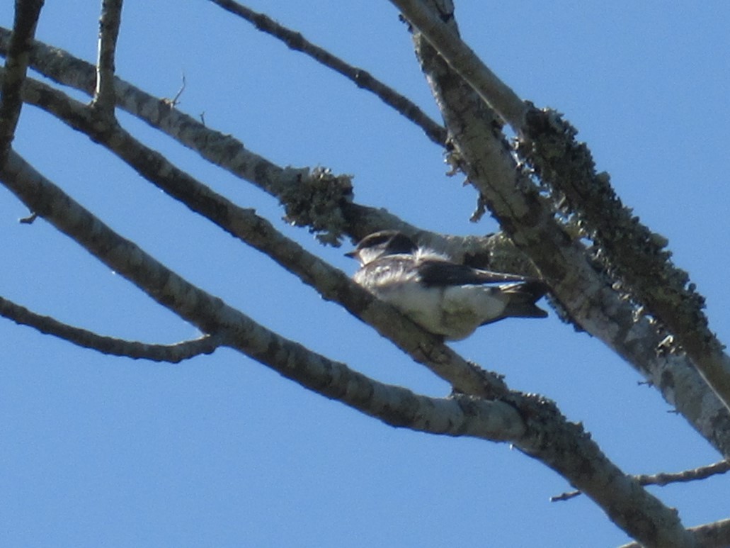 Golondrina Bicolor - ML620746809