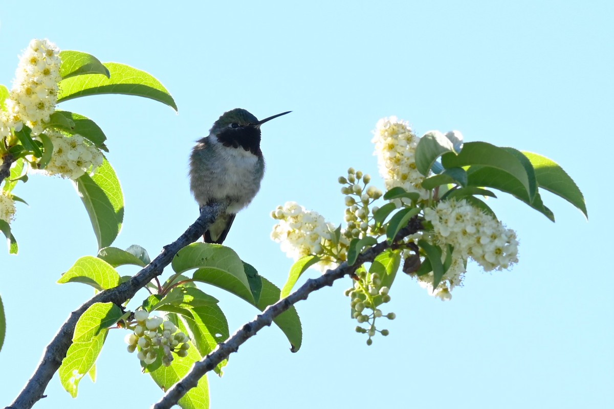 Broad-tailed Hummingbird - ML620746815