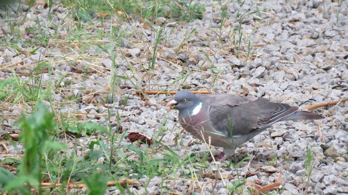 Common Wood-Pigeon - ML620746830