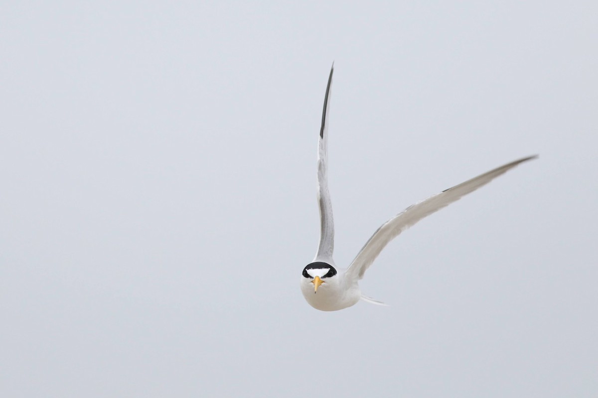 Least Tern - ML620746835