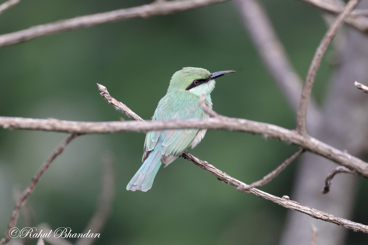 Asian Green Bee-eater - ML620746841