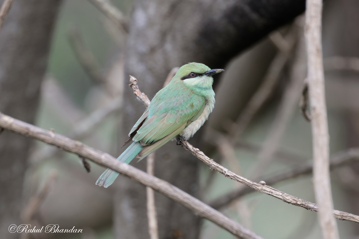 Asian Green Bee-eater - ML620746842