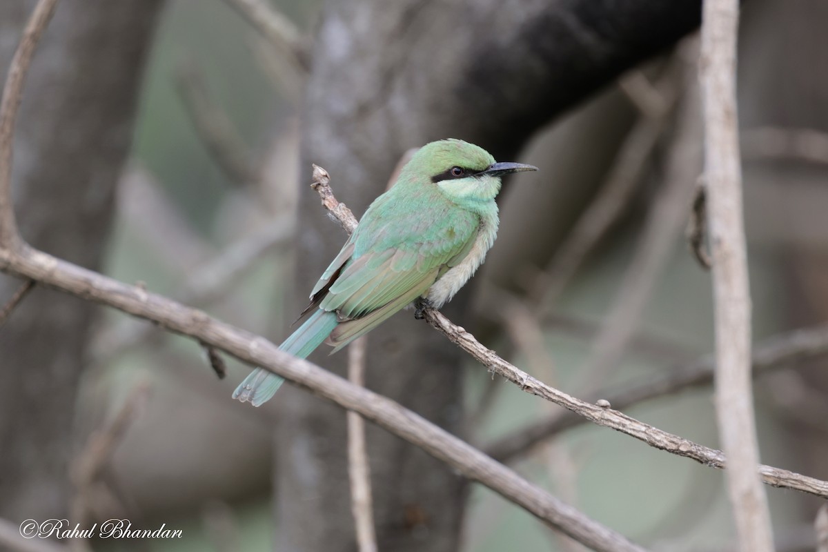 Asian Green Bee-eater - ML620746843