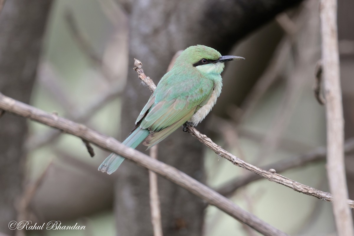 Asian Green Bee-eater - ML620746844