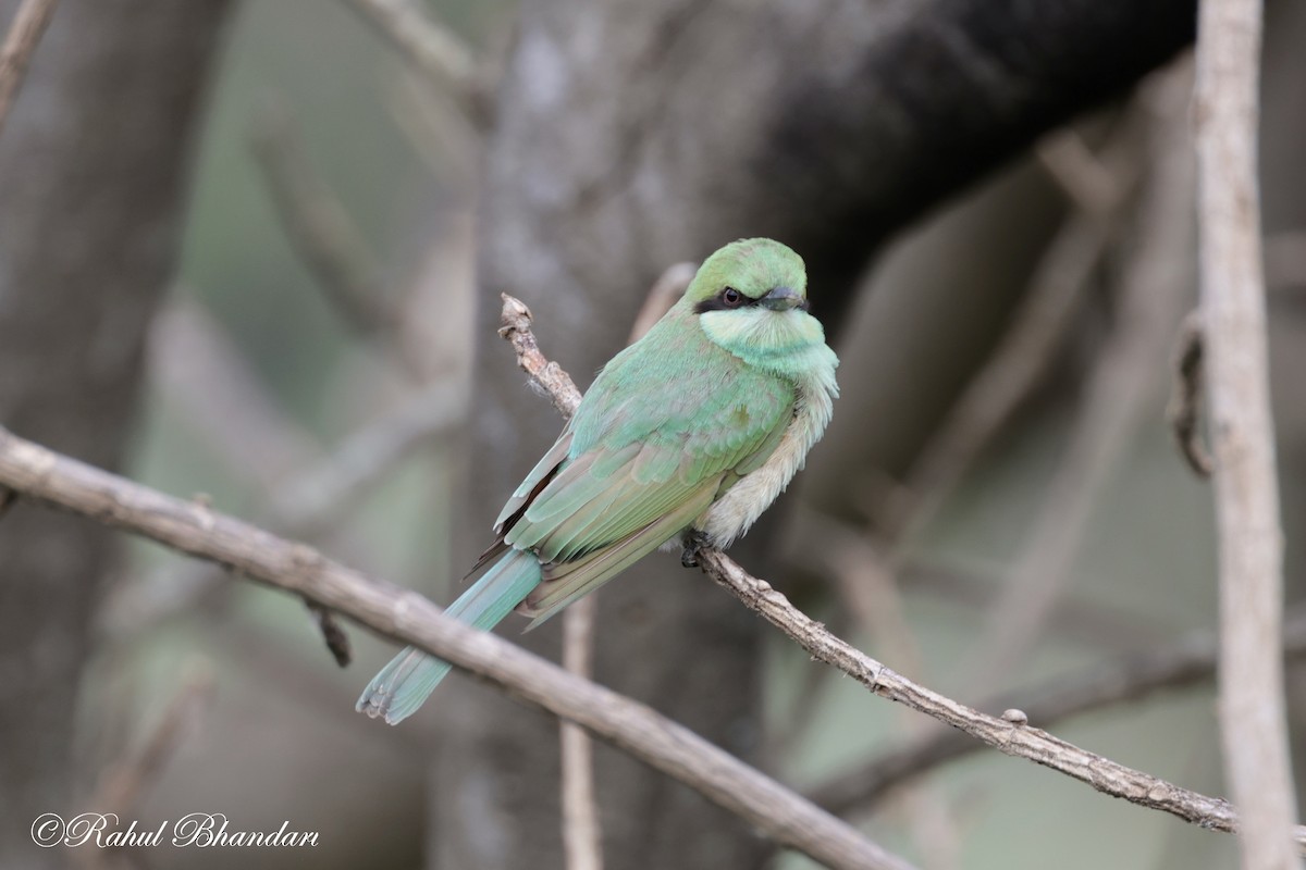 Asian Green Bee-eater - ML620746845