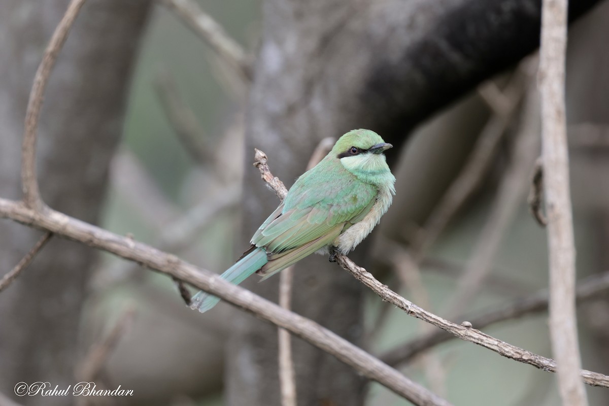 Asian Green Bee-eater - ML620746847