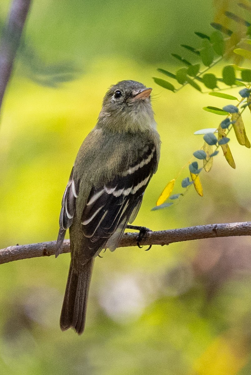 Yellow-bellied Flycatcher - ML620746848